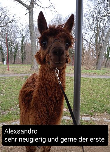 Alexsandro_Alpacas_Shop_377