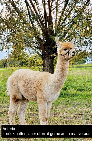 Asterix_Alpacas_Shop_377