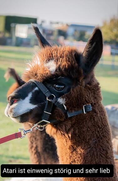 Atari_Alpacas_Shop_377