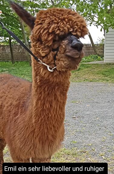 Emil_Alpacas_Shop_377