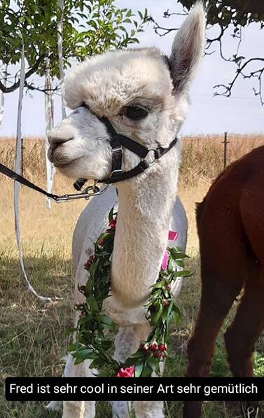 Fred_Alpacas_Shop_377