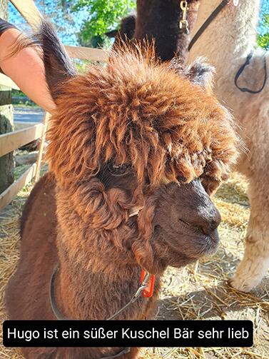 Hugo_Alpacas_Shop_377