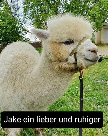 Jake_Alpacas_Shop_377