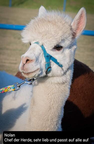 Nolan_Alpacas_Shop_377