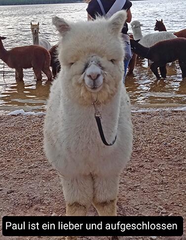Paul_Alpacas_Shop_377