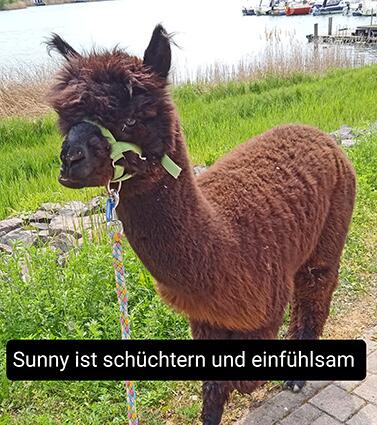 Sunny_Alpacas_Shop_377