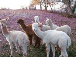Alpakas