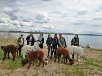 Alpaka Wanderung für Firmen