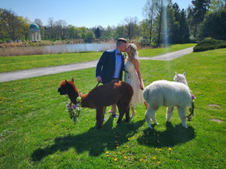 Alpaka Fotoshooting & Hochzeitsshooting