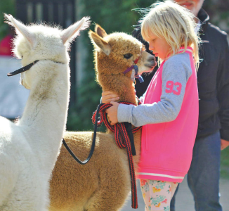 Alpaka Wanderung Kindergeburtstag
