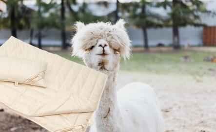 Hochwertige Alpaka Bettwaren für ein gesundes Schlafklima