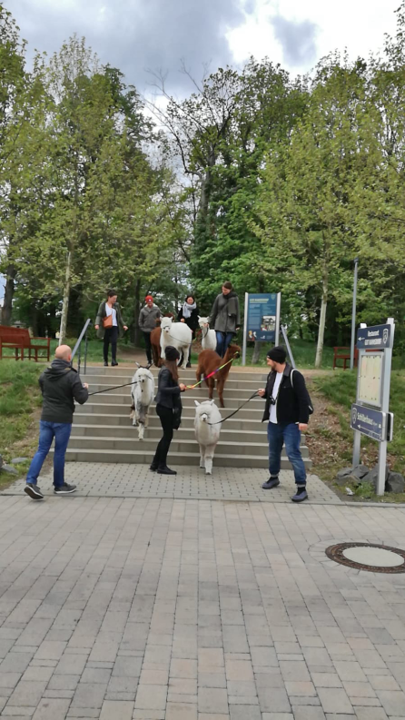 Alpaka Wanderung für Firmen