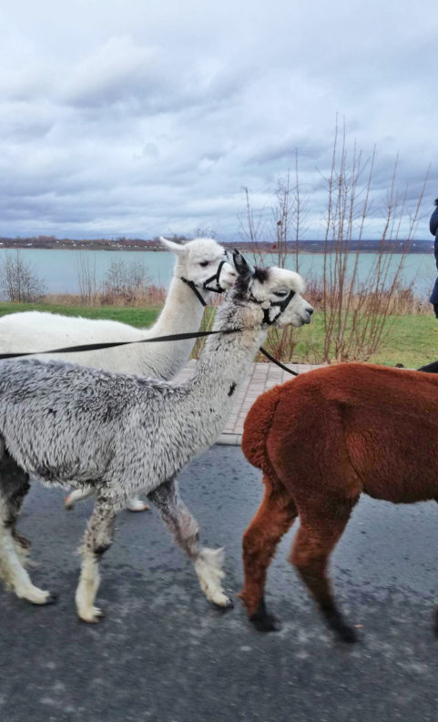 Alpaka Wanderung
