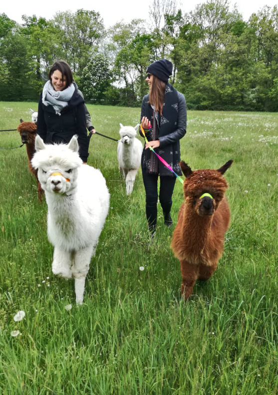 Alpaka Wanderung