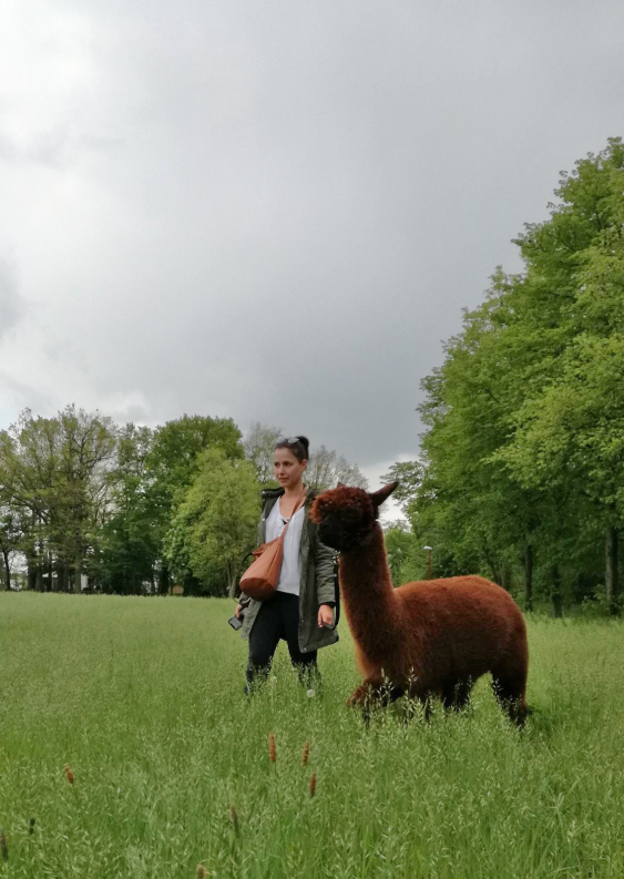 Alpaka Wanderung