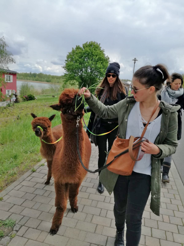 Alpaka Wanderung