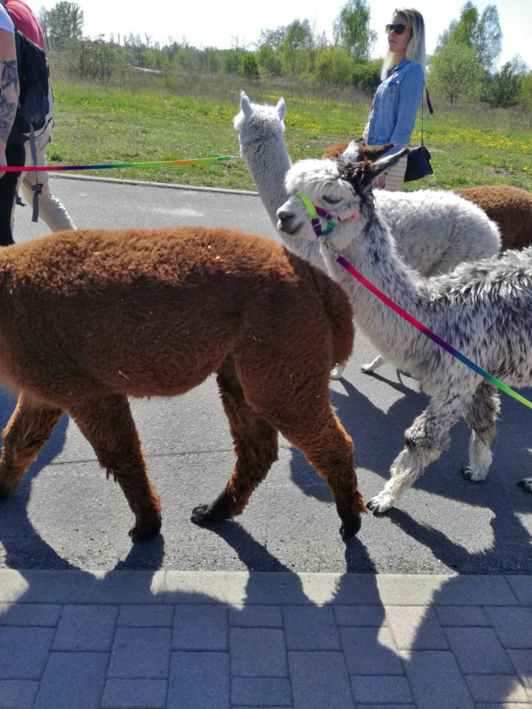 Alpaka Wanderung für Firmen