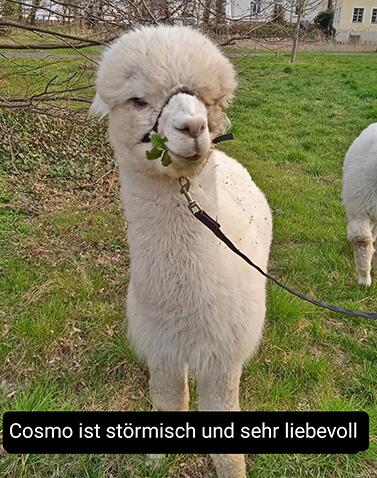 Cosmo_Alpacas_Shop_377