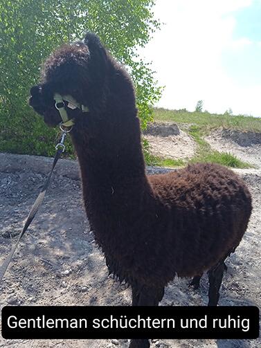 Gentleman_Alpacas_Shop_377