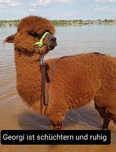 Georgi_Alpacas_Shop_377