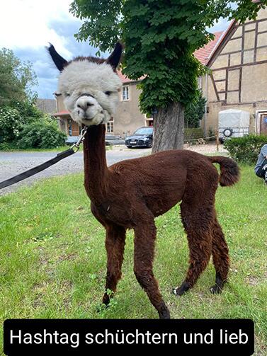 Hashtag_Alpacas_Shop_377