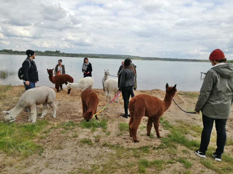 Alpaka Wanderung für Firmen