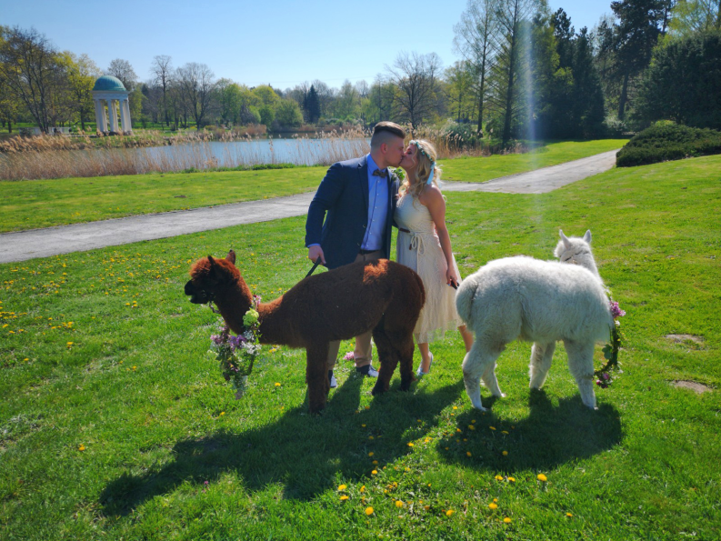 Alpaka Fotoshooting & Hochzeitsshooting