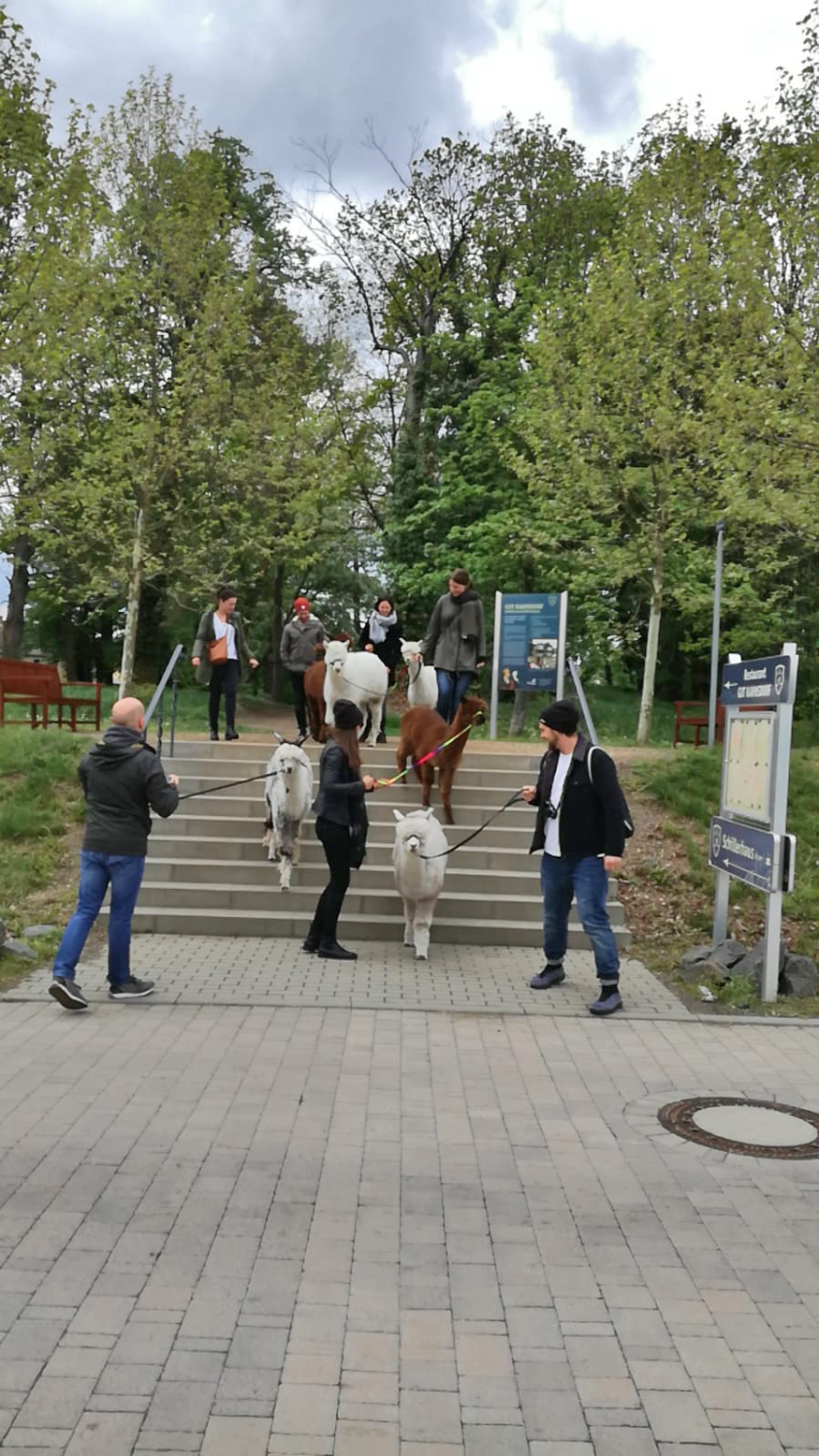 Alpaka Wanderung für Firmen